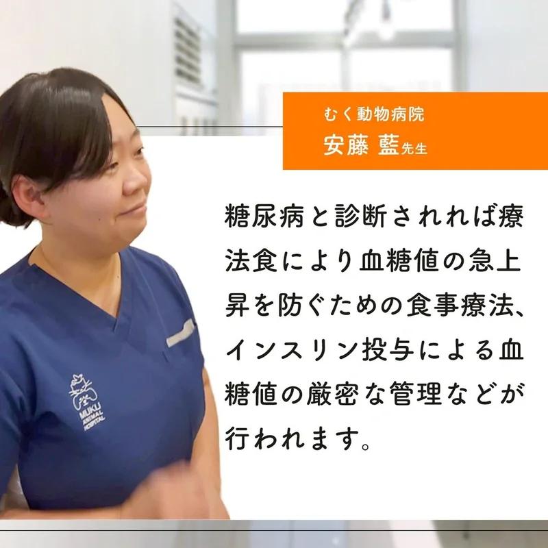 國產無添加 貓的補充品維持健康血糖水平的體重補充品“貓的補充品/日常習慣” <鰹魚味片劑,每袋60 片> 含有8 種成分 五層龍菊粉Banaba舞茸鉻粉 匙羹藤 桑葉 難消化糊精(貓補充劑,體重,血糖水平,保健補充劑)